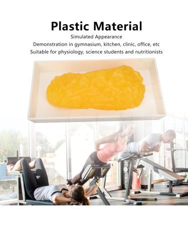 Fat Replica 1 Lb Real Soft Touch Fat Model A True Replica of Human Fatty Tissue for Anatomy Physiology Science Technology Students Nutritionists Doctor Dietitians - Buy Online on GoSupps.com
