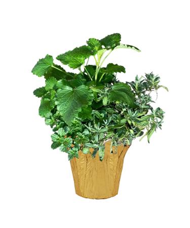 Live Aromatic and Healthy Herb Combo in Deco Cover - Stress Reliever, Combo Includes Lemon Balm, Lavender, and Mint, 12" Tall by 6" Wide in 1.25 Quart Pot