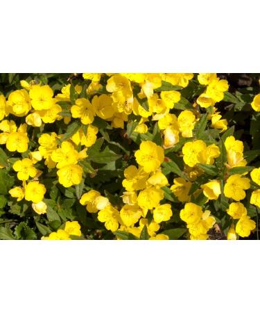 Health Embasssy Graines d'Onagre | Oenothera Biennis L | Evening Primrose Seeds (200g) 200 g (Lot de 1) - Buy Online on GoSupps.com