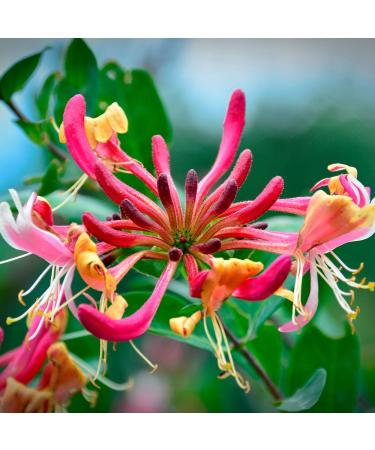 Caswell-Massey NYBG Honeysuckle Soap Bar | Scented & Moisturizing | Made in USA | 3.5 Oz - Buy Online on GoSupps.com