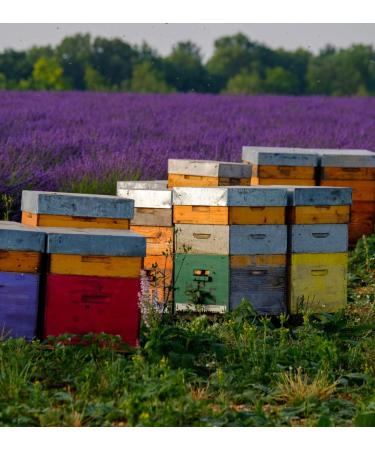 Lavender Raw Creamy Honey - 300g - Collected in Morocco - Buy Online on GoSupps.com