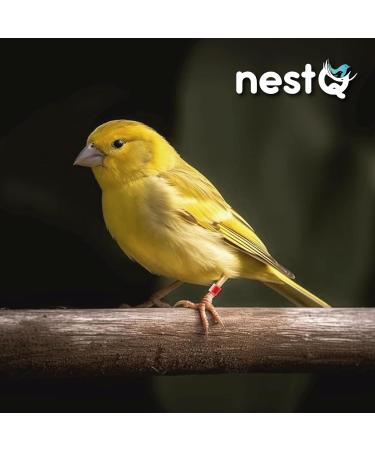 NestQ Rings Canary 2024 Federative Red Polychrome Laser Engraved Closed 3mm Numbered with Year Marked 1 Strip 25 Rings - Buy Online on GoSupps.com