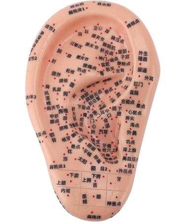 Buy Versatile Ear Acupuncture Model - PVC with Clear Lettering | Soft & Flexible for Home Lessons - International Shipping Available - Buy Online on GoSupps.com