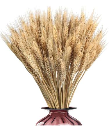 Golden Dried Wheat Sheaves - Dried Wheat Sheaves Bundle - Natural Wheat Stalks Bundle Bouquet Decor Golden Dried Natural Wheat for Vase Farmhouse DIY Home Wedding Valentine's Joberio - Buy Online on GoSupps.com