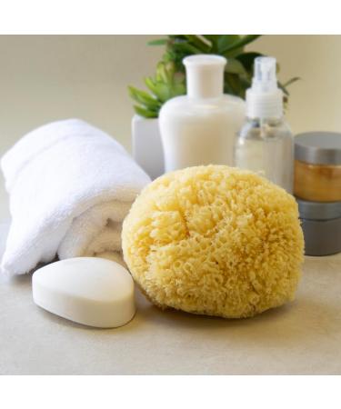 Neptune Natural Caribbean Sea Sponge - All Natural & Renewable 5 Inch Sea Sponge for Eco-Friendly Bathing & Spa Use - Buy Online on GoSupps.com