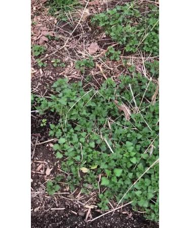 Stinging Nettle Urtica dioica Live Plant 3 Pot - Nutritious Survival Food - Buy Online on GoSupps.com