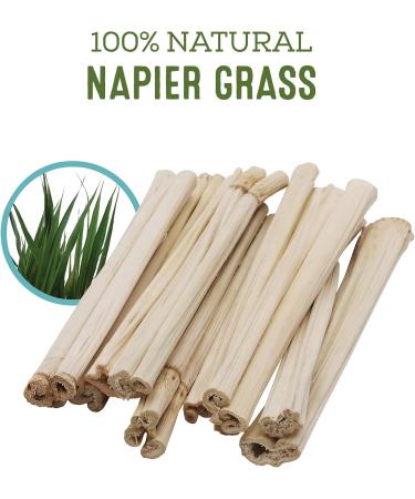 Living World Green Small Animal Chews Napier Grass Sticks - 20 Count (Pack of 1) - Buy Online on GoSupps.com