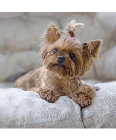 KUFUNG Non-Slip Elastic Hair Bands for Girls - Soft Rubber Hair Ties for Kids Braids - Small Fluorescent Pink (1 Pack) - Buy Online on GoSupps.com