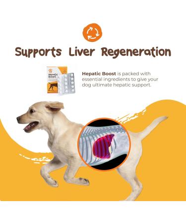 PetExx Hepatic Boost 30 Tablets - Vet-Formulated SAMe & Silybin Supplement for Liver Health in Pets - UK Made - Buy Online on GoSupps.com