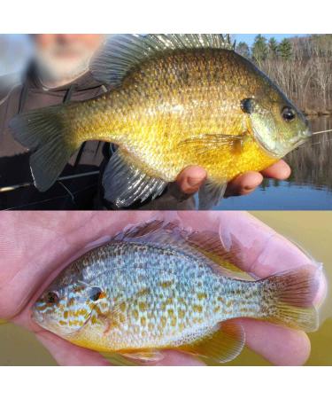 YZD Silverside Minnow Crappie Jig 12pcs - 3Color Mix | Fishing Lures for Crappie | Premium Quality - Buy Online on GoSupps.com