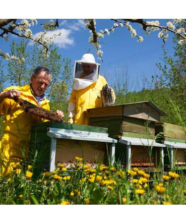 Orange Blossom Honey 500g - Buy Online on GoSupps.com