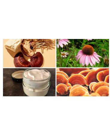 Navoms Beauty Organic Wild Reishi Night Cream with Colagen Peptides Echinacea Detox Cream Fine Lines and Wrinkle Free All Ages and Skin Types - Vegan (0.5 oz) - Buy Online on GoSupps.com