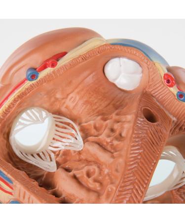 3B Scientific VD253 7 Part Heart Model 7.9-Inchx5.9-Inchx6.7-Inch - Buy Online on GoSupps.com
