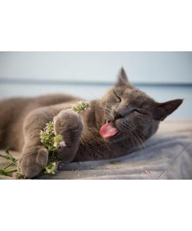 Generic Catnip Leaf 100% Natural Grown Herb Freshly Cut from Field 100g/3.5oz Bags Green - Buy Online on GoSupps.com