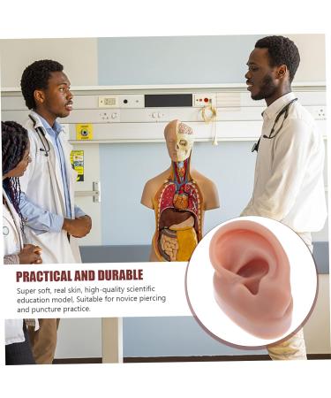 Angoily Human Ear Acupuncture Model - 1pc Silicone Display Ear Simulator for Massage & Learning | 6.5x3.5cm - Buy Online on GoSupps.com