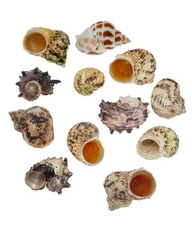 Avalon Cosmetic Packaging Assorted Spiral Seashells 12 Pcs Mixed Medium/Large Size Shells - Perfect for Hermit Crabs - with round opening: 0.5''-1.0'' width.