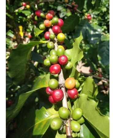 Coffee - 100% Pure Jamaica Blue Mountain Coffee - Ms Tita - Micro-Lots - Ground Coffee - Buy Online on GoSupps.com