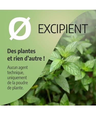 Peppermint - 250 mg - 200 capsules - Buy Online on GoSupps.com