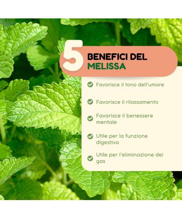  VONDERWEID Alcohol-Free Melissa Mother Tincture | Melissa Officinalis Drops | Melissa for Mental Wellbeing | Ultrasonic Extraction | Vegan Alcohol-Free | 100 ml - Buy Online on GoSupps.com