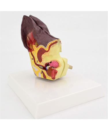 Dog Ear Dissection Anatomy Model Dog Ear Model Animal Organ Anatomy Model Dog Ear Model Health and Infected Pathological Ear Model for Veterinary Education Study - Buy Online on GoSupps.com