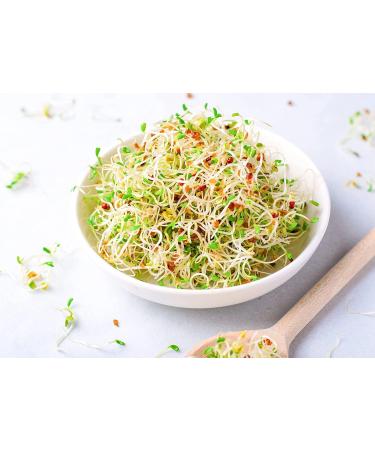 Organic Alfalfa Seeds for Sprouting 8 Ounces Non-GMO Edible Seeds Pure Vegan Kosher Bulk. Rich in Vitamin K Vitamin C. High Germitation Rate. Grow Sprouts and Microgreens for Salads Rolls. - Buy Online on GoSupps.com