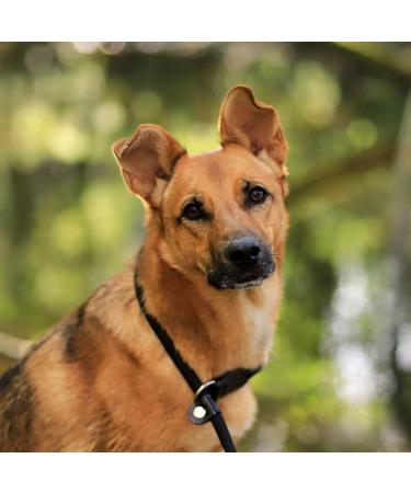 Lionto Dog Collar for Retrievers - Black Training Collar | 40 cm Length 0.8 cm Thickness | International Shipping Available - Buy Online on GoSupps.com