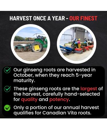 Canadian Vita Ginseng Root - Premium Large Canadian Ginseng Roots 227g | 5-Year Dried Roots for Ginseng Soup - Authentic Herbal Supplement for Energy Focus & Immunity - Buy Online on GoSupps.com