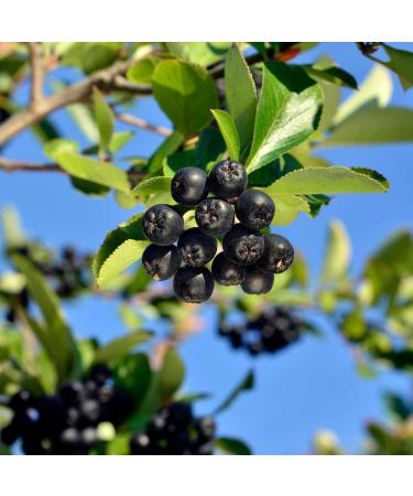 Alpi Investment OOD Organic aronia powder ground aronia from organic farming laboratorytested aronia powder vegan 100 pure softly ground natural without additives 500 GR - Buy Online on GoSupps.com