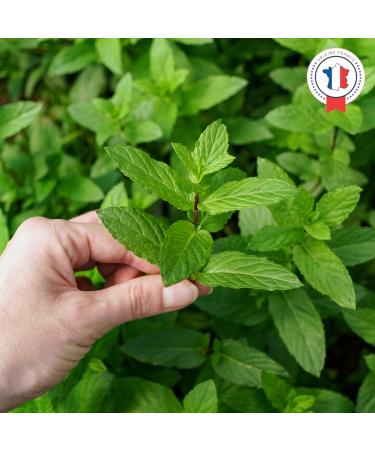  Ascenbio Ascenbio Organic Peppermint Leaves Dried Mint for Green Tea Iced Tea Digestion Herbal Tea 180g Bulk Prepared and packaged in France Biodegradable Packaging - Buy Online on GoSupps.com