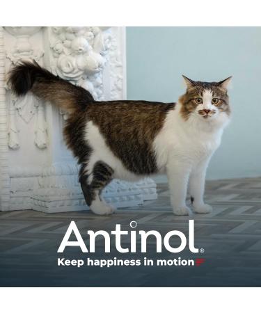 Antinol - Natural Joint Supplement for Adult Cats - Supports Joint Mobility & Skin Health - With Green Lipped Mussels Omega 3 & Vit E - 90 Capsules - Buy Online on GoSupps.com