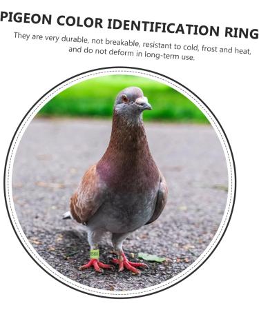 Mipcase 300 pcs Pigeon D Distinguish Private Tool Bands- Lovebirds Ringd Pigeons Homing - Marker Place 1.1x0.8cm x3pcs Colorfulx3pcs - Buy Online on GoSupps.com