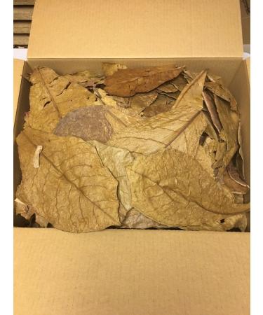 catappa-leaves sea almond leaves 0.5kg B-stock unsorted - express delivery in a package