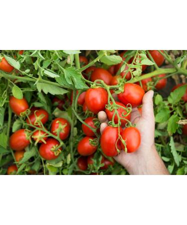 Mutti 24.5 oz. Tomato Puree with Fresh Basil | Sweet & Velvety Passata con Basilico from Italy's #1 Tomato Brand - Buy Online on GoSupps.com