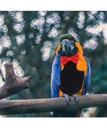 Balacoo Bird Diaper with Bow - Flight Suit for Budgie, Parakeet, Cockatiel, Cockatoo, African Macaw - Black - Buy Online on GoSupps.com