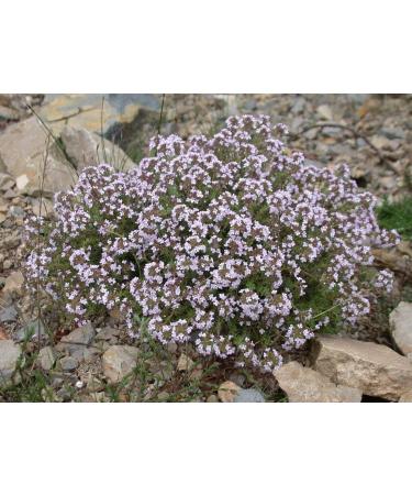 PurePlant Essentials 100% Pure R.I.D. Rapid Immune Defense Wellness Protection Mist Organic and Wild Crafted Essential Oils Blend - 2 Ounce - Buy Online on GoSupps.com