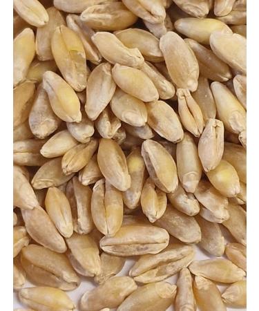  WIDU Organic durum wheat 12.5 kg - Buy Online on GoSupps.com