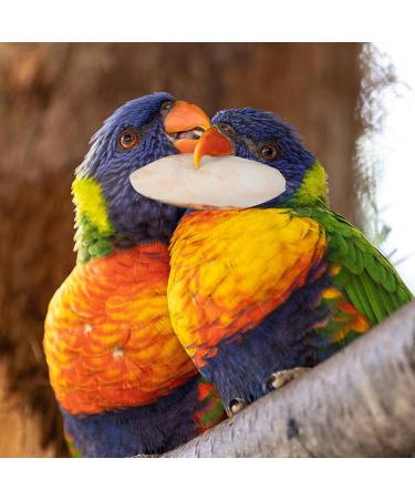 20 Pieces Tall Sepia Shells - Natural Sepia Bowls for Turtles Birds & Reptiles | Cuddly Bones & Feed Toys - Buy Online on GoSupps.com