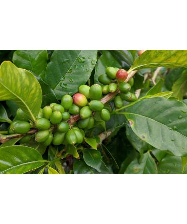 Chicco di Caff Trio 3kg Trial Package - Bio Espresso Urubamba Bio Espresso Sumatera & Espresso Horizonte - Whole Bean Coffee Savings - Buy Online on GoSupps.com
