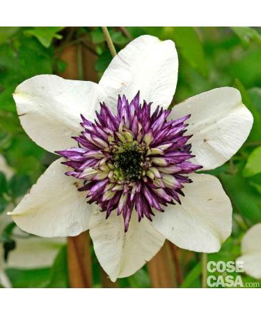 Clemantis n 9 Fleur de Bach farmaflor 1 Flacon Comtpe Gouttes 10ml - Made in Italy - Buy Online on GoSupps.com