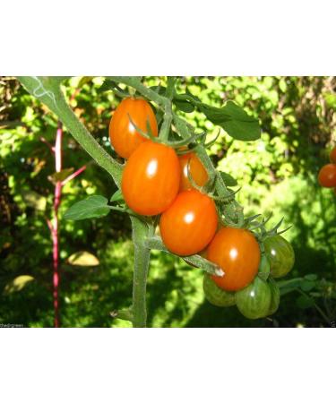 50 Semi Super Sweet Orange uva pomodoro! Organico Tiny pomodori ciliegia