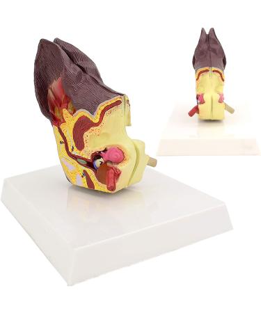 Dog Ear Dissection Anatomy Model Dog Ear Model Animal Organ Anatomy Model Dog Ear Model Health and Infected Pathological Ear Model for Veterinary Education Study - Buy Online on GoSupps.com