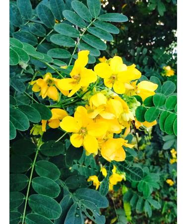 Mesliz Avarampoo Powder | Tarwar Tangedi Senna Auriculata | 300 GM | - Buy Online on GoSupps.com