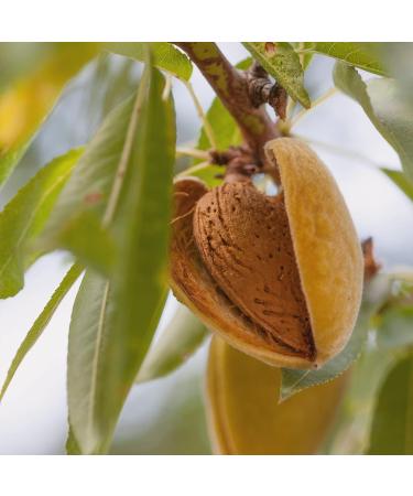 Naissance Organic Sweet Almond Oil 100ml - Cold Pressed Vegan Hexane-Free for Skin Hair & Massage Care - Buy Online on GoSupps.com