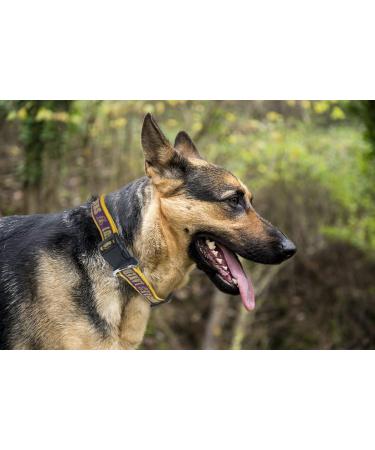 NBA Los Angeles Lakers Dog Collar - Size Large | Official NBA Pet Collar for Sports Fans | LA Lakers Design (Neck 14-24, Strap Width 1) - Buy Online on GoSupps.com