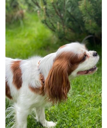 Baltic Amber and African Jade Pet Chain Flea Tick Chain for Dogs and Cats (25-65cm) (55cm) 55 cm - Buy Online on GoSupps.com