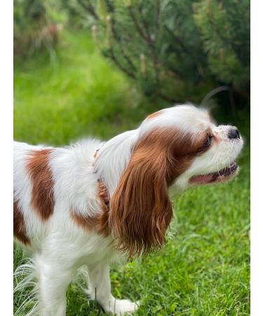 Buy B-A-L Baltic Amber & African Jade Pet Chain for Flea & Tick Protection | 25-65 cm for Dogs & Cats - Buy Online on GoSupps.com