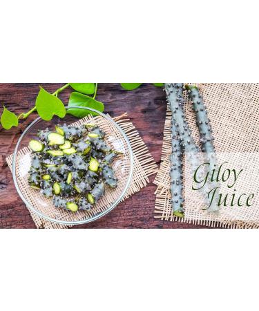 Herbal Magic's Pure & Natural Giloy Powder for Super Smoothies Shakes soups - Premium Quality Powder - Free from Fillers & Preservatives - 200g - Buy Online on GoSupps.com