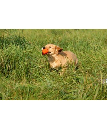 Romneys Search Dummy for Small Dogs - Floatable Pocket Dummy (100g) with Handle - Ideal Training Toy - Buy Online on GoSupps.com
