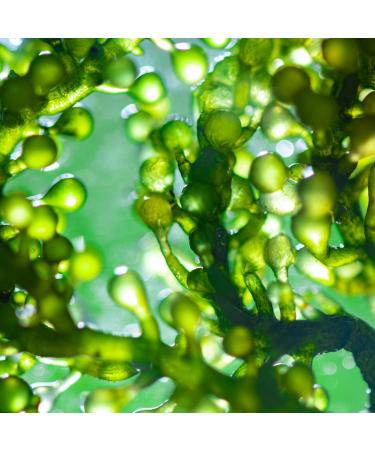 Buy Organic Spirulina Tablets - 400 Pressed Tablets | 6g Spirulina Powder Daily | 100% Vegan & High Dose | From Achterhof - Buy Online on GoSupps.com