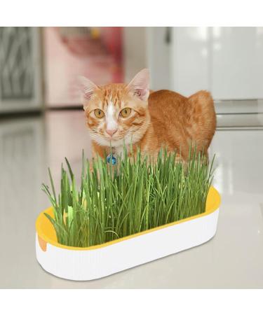 Cat Grass Set - Hydroculture Plant Container for Cats | Dirt-Free Odorless Anti-Grave Design & Easy Planting - Available in 3 Colors - Buy Online on GoSupps.com